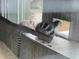 Ring-tailed Lemurs at Zoo Veldhoven