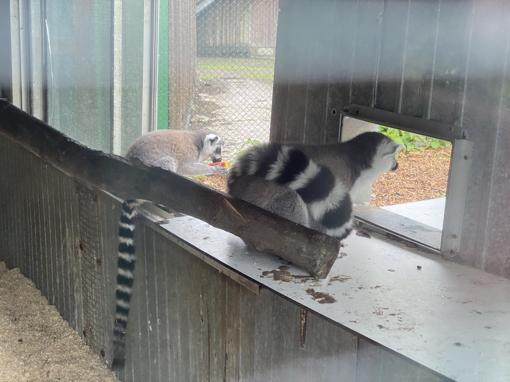 Ring-tailed Lemurs at Zoo Veldhoven