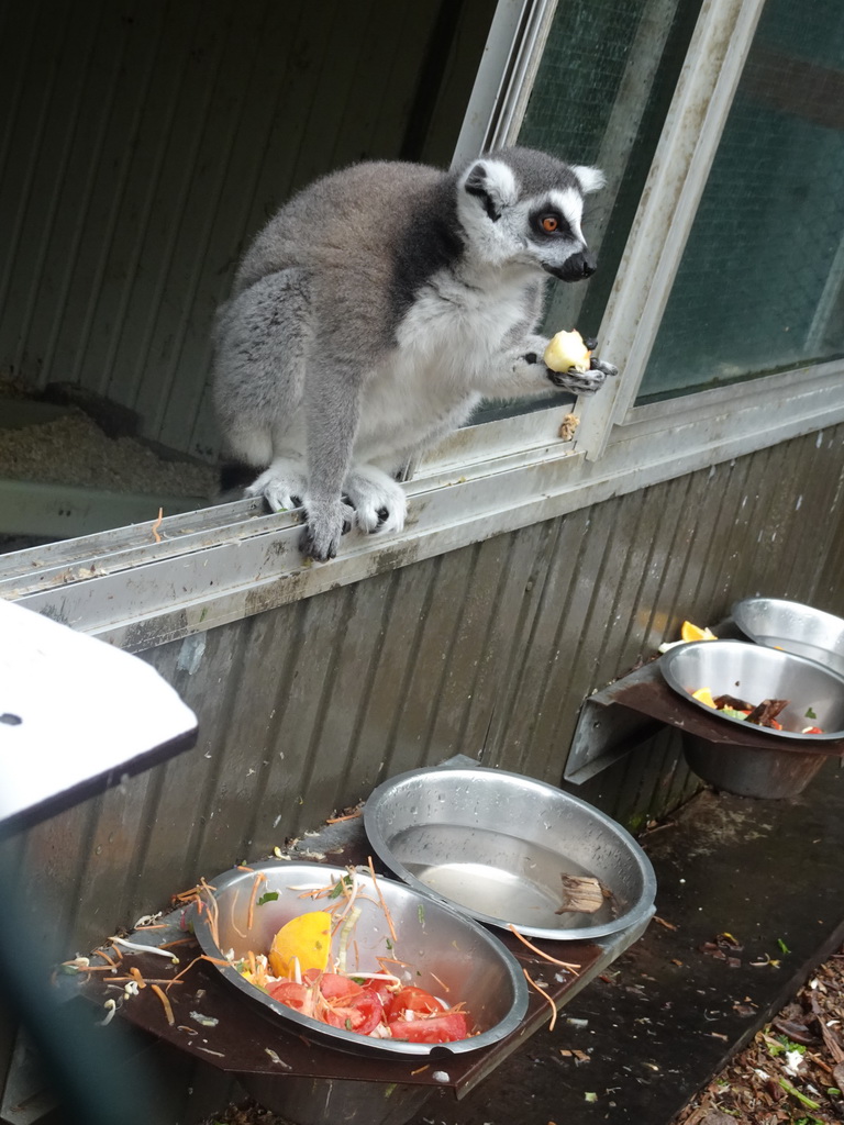 Ring-tailed Lemur eating at Zoo Veldhoven