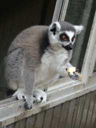 Ring-tailed Lemur eating at Zoo Veldhoven
