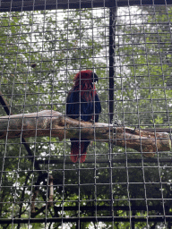 Parrot at Zoo Veldhoven