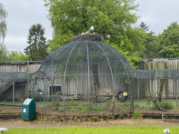 Spherical aviary with a Stork`s nest with young Storks on top at Zoo Veldhoven