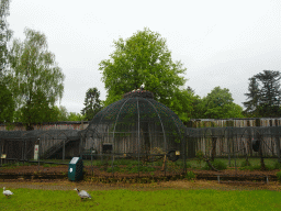 Spherical aviary with a Stork`s nest with young Storks on top and Geese at Zoo Veldhoven