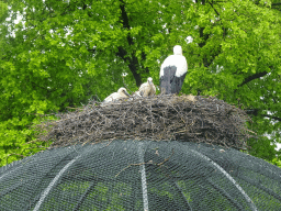 Stork`s nest with young Storks on top of a spherical aviary at Zoo Veldhoven
