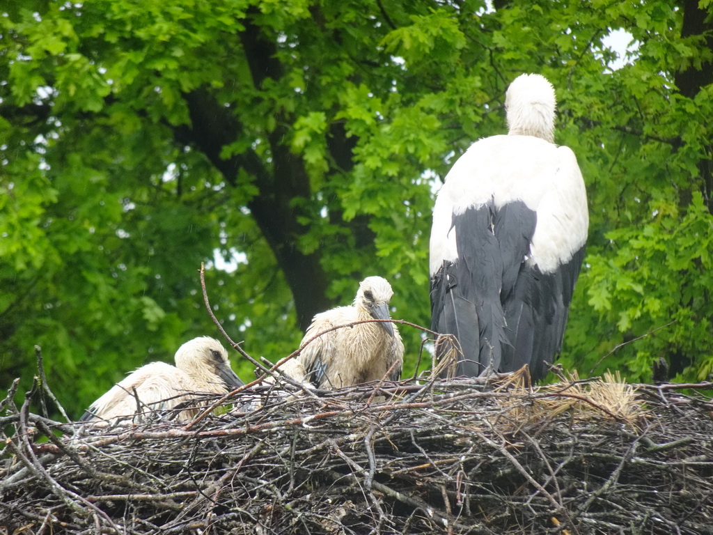 Stork`s nest with young Storks on top of a spherical aviary at Zoo Veldhoven