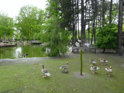 Geese and Pelicans at Zoo Veldhoven