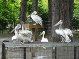 Pelicans at Zoo Veldhoven