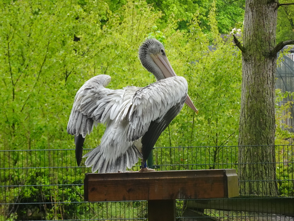 Pelican at Zoo Veldhoven