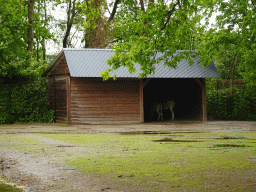 Zebras at Zoo Veldhoven