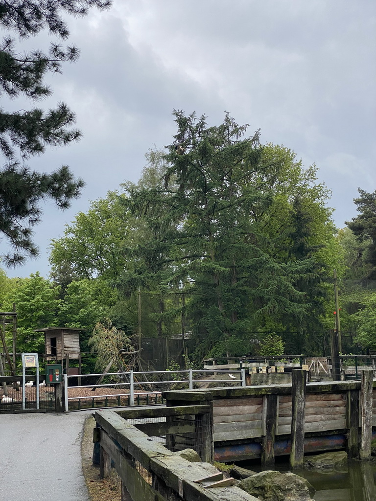 Tree with a Stork at Zoo Veldhoven