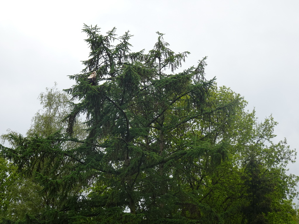 Tree with a Stork at Zoo Veldhoven