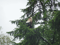 Stork in a tree at Zoo Veldhoven