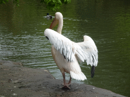 Pelican at Zoo Veldhoven