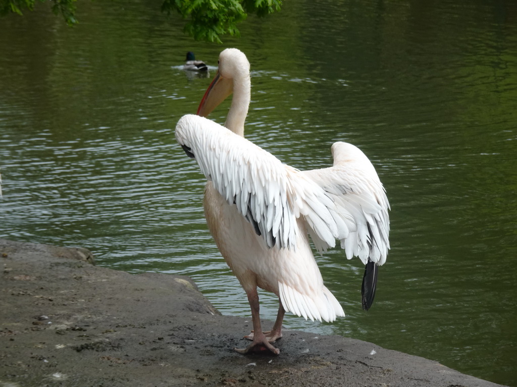 Pelican at Zoo Veldhoven