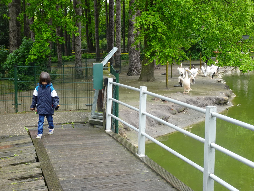 Max with Pelicans at Zoo Veldhoven