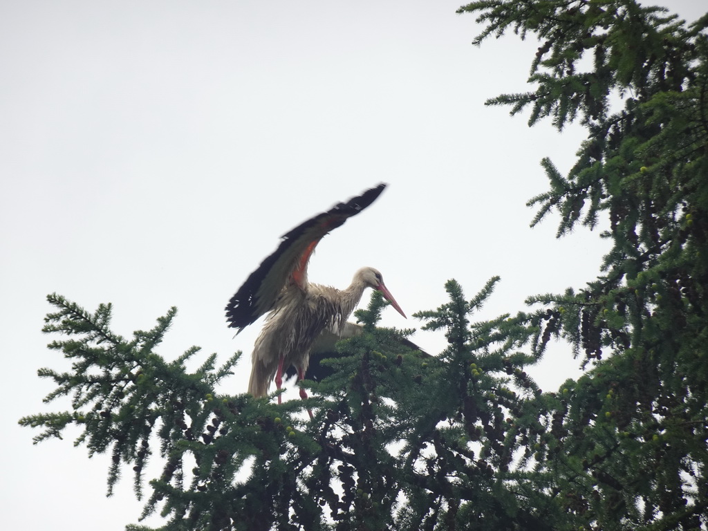 Stork in a tree at Zoo Veldhoven