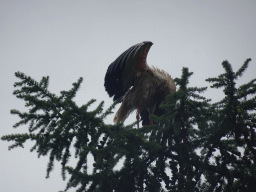 Stork in a tree at Zoo Veldhoven