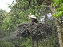 Stork`s nest with young Storks at Zoo Veldhoven