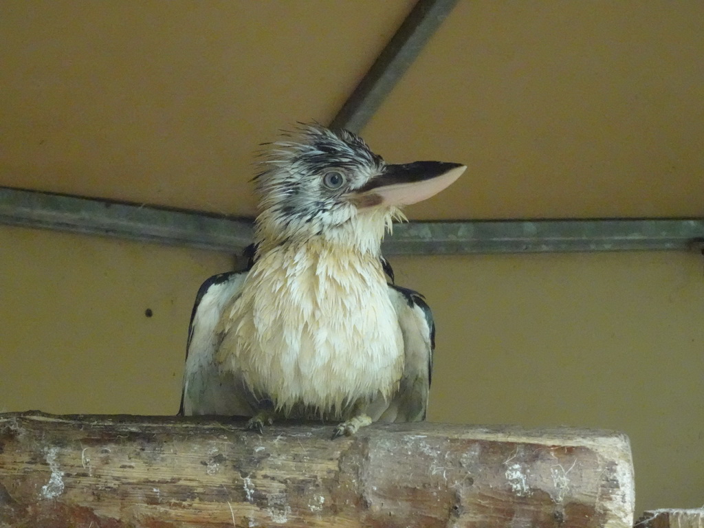 Kookaburra at Zoo Veldhoven