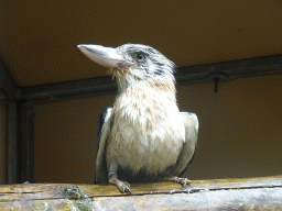 Kookaburra at Zoo Veldhoven