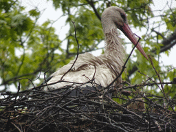 Stork`s nest with young Storks at Zoo Veldhoven