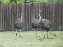 Ostriches at Zoo Veldhoven