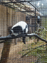 Black-and-white Ruffed Lemurs at Zoo Veldhoven