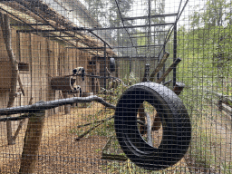 Black-and-white Ruffed Lemurs at Zoo Veldhoven