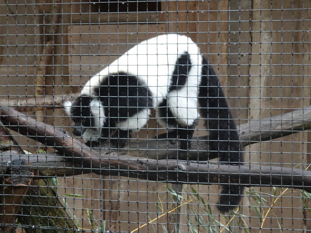 Black-and-white Ruffed Lemur at Zoo Veldhoven