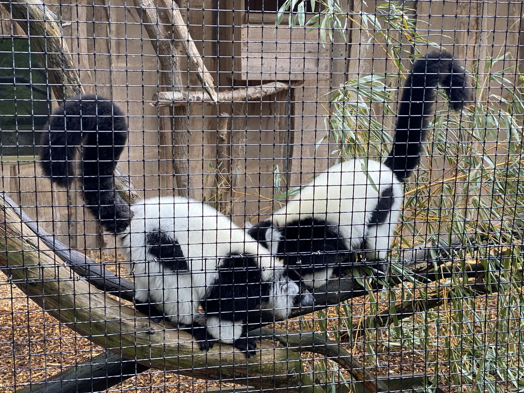 Black-and-white Ruffed Lemurs at Zoo Veldhoven