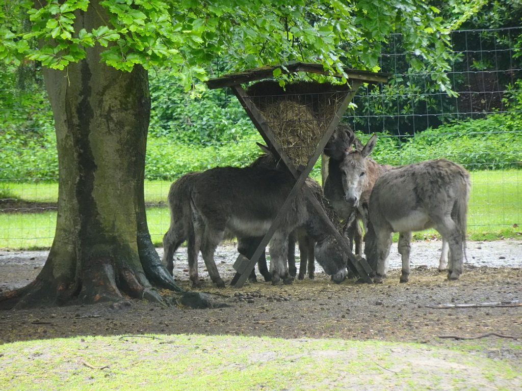 Donkeys at Zoo Veldhoven