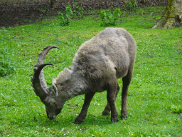 Capricorn at Zoo Veldhoven