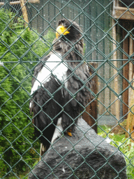 Steller`s Sea Eagle at the Aviary with Birds of Prey at Zoo Veldhoven