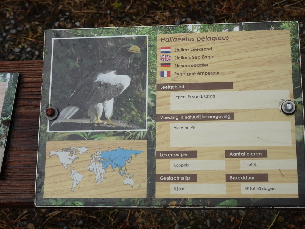 Explanation on the Steller`s Sea Eagle at the Aviary with Birds of Prey at Zoo Veldhoven