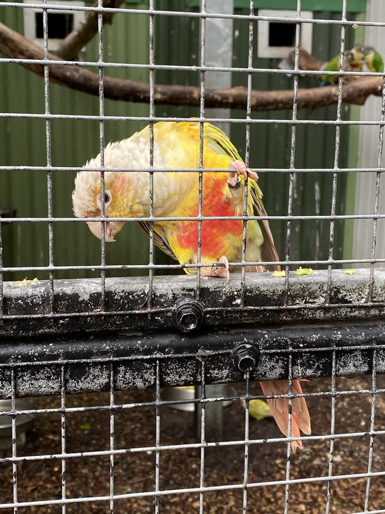 Parakeet at Zoo Veldhoven