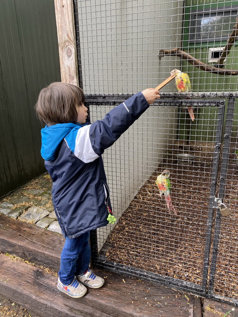 Max feeding Parakeets at Zoo Veldhoven