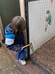 Max feeding Maroon-bellied Parakeets at Zoo Veldhoven