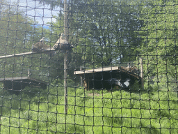 Andean Condors and Griffon Vultures at Zoo Veldhoven