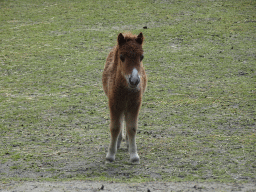 Young Horse at Zoo Veldhoven