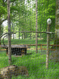 Snowy Owl at Zoo Veldhoven