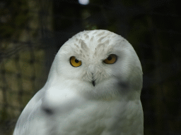 Snowy Owl at Zoo Veldhoven