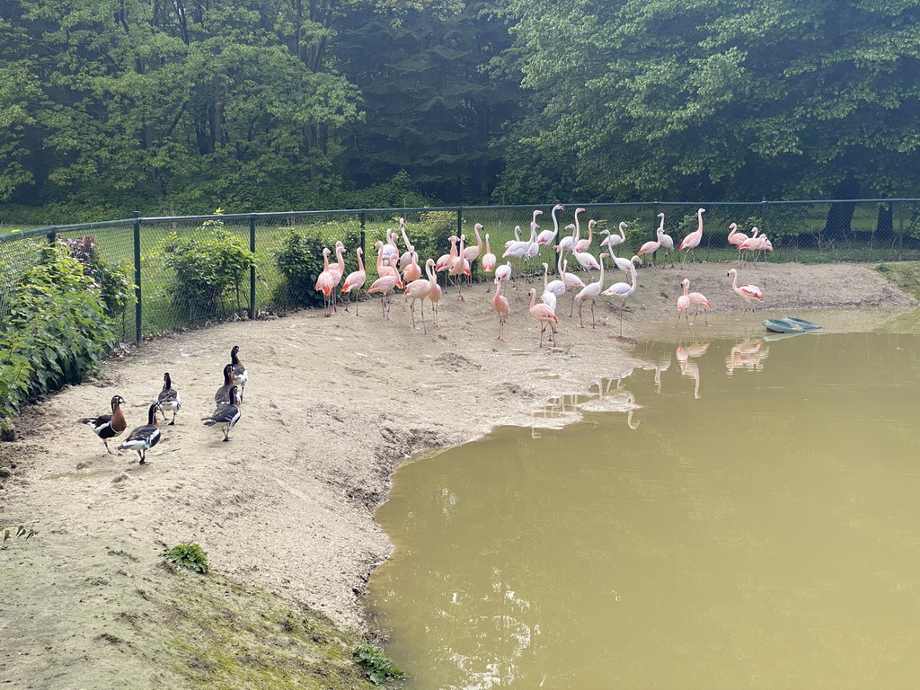 Flamingos and Geese at Zoo Veldhoven