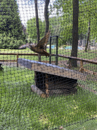 Eurasian Eagle-owl at Zoo Veldhoven