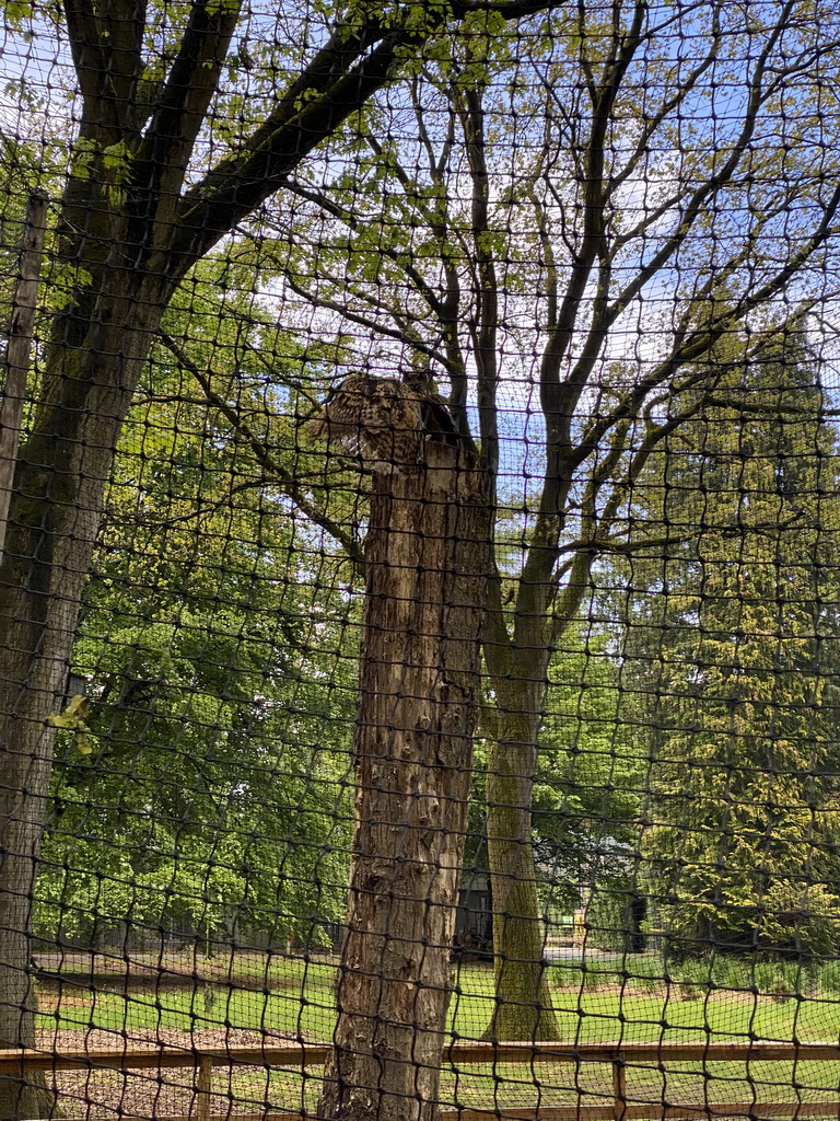 Eurasian Eagle-owls at Zoo Veldhoven