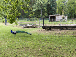 Peacocks and Swans at Zoo Veldhoven