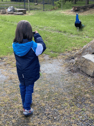 Max making a photo of a Peacock at Zoo Veldhoven