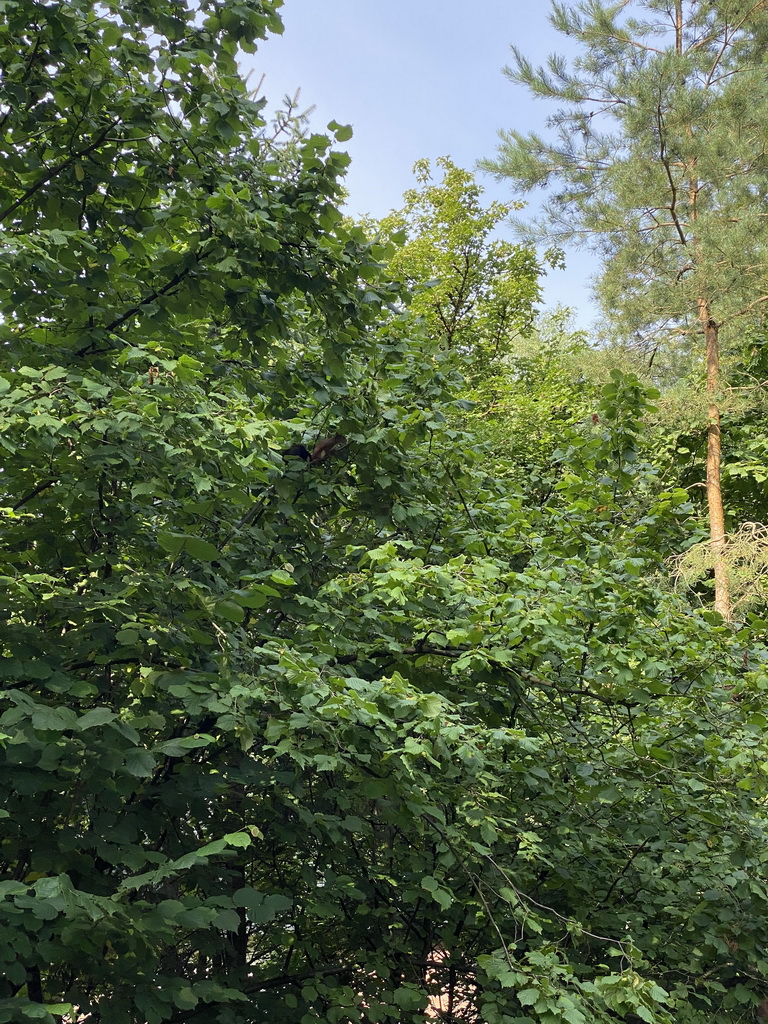 Squirrel in a tree at the Landal Coldenhove holiday park