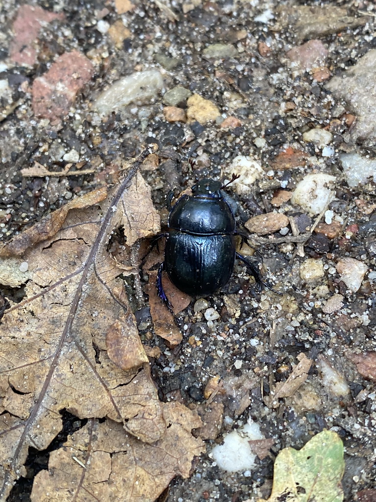 Beetle on the path from the De Lange Juffer parking lot to the Elsberg hill