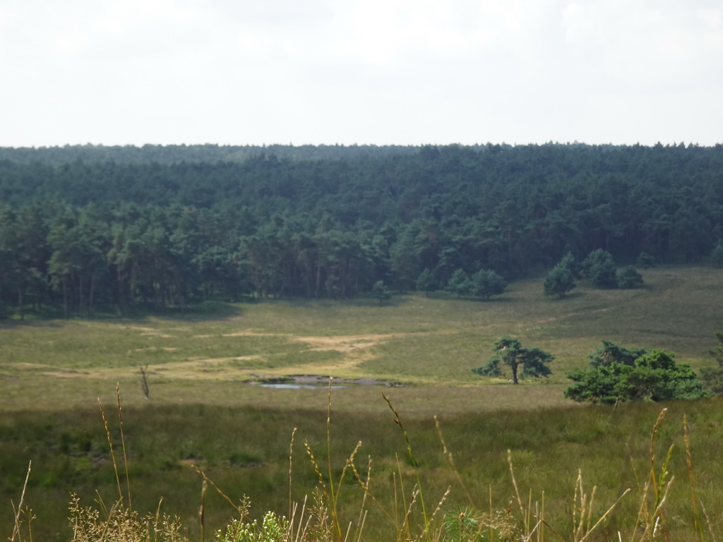 Hills and trees around the Elsberg hill, viewed from the Nature Observation Post