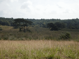 Hills and trees around the Elsberg hill, viewed from the Nature Observation Post